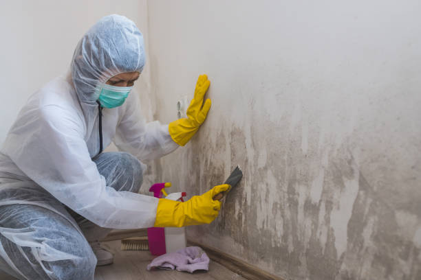 Best Industrial Mold Remediation  in Murrells Inlet, SC